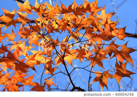 楓葉(Muryo農場)楓葉紅色和黃色的多葉秋季背景 楓葉(Muryo農場)楓葉紅色和黃色的多葉秋季背景 60004298