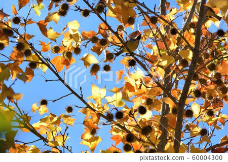 楓葉(Muryo農場)楓葉紅色和黃色的多葉秋季背景 楓葉(Muryo農場)楓葉紅色和黃色的多葉秋季背景 60004300