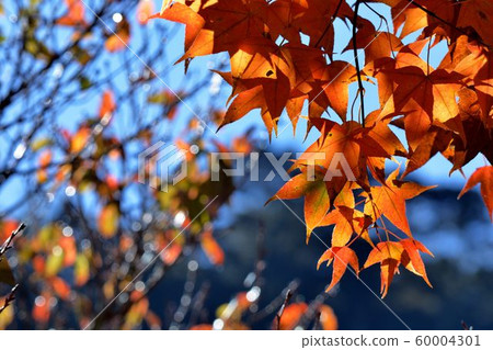 楓葉(Muryo農場)楓葉紅色和黃色的多葉秋季背景 楓葉(Muryo農場)楓葉紅色和黃色的多葉秋季背景 60004301