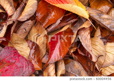 Fallen leaves wet with rain 60004456