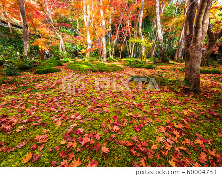 Kyoto in the fall 60004731