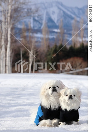 White Pekingese sitting close to each other 60004815
