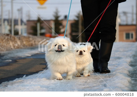 白北京人散步 60004818