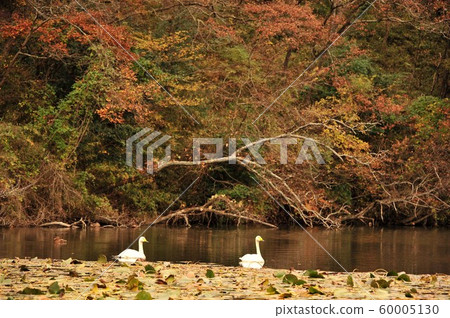 昭和森林天鵝 60005130