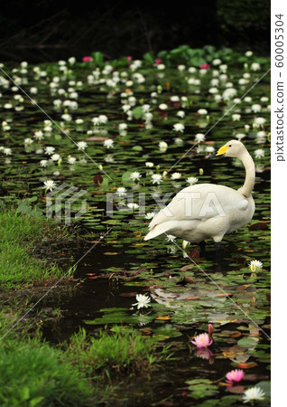 昭和森林天鵝 昭和森林天鵝 60005304