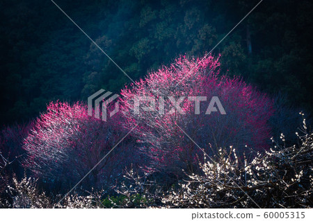 Spring coming 60005315