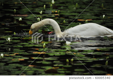 Showa Forest Swan 60005340