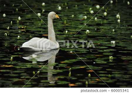 Showa Forest Swan 60005341