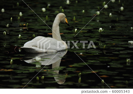 Showa Forest Swan 60005343
