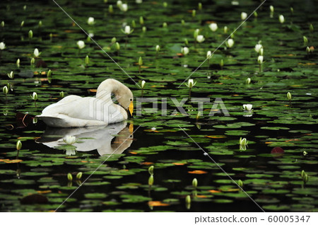 昭和森林天鵝 昭和森林天鵝 60005347