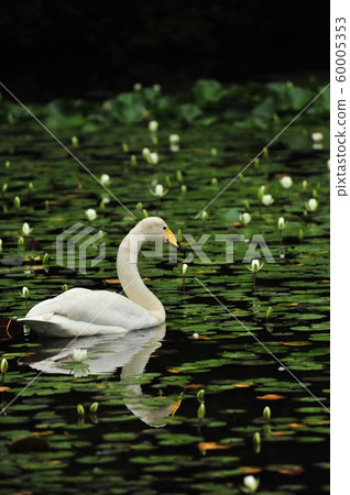 昭和森林天鵝 昭和森林天鵝 60005353