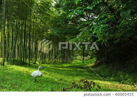 Showa Forest Swan 60005435