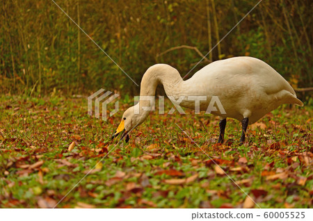 Showa Forest Swan 60005525