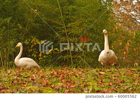 Showa Forest Swan 60005562