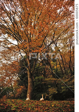 昭和森林天鵝 昭和森林天鵝 60005675