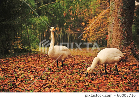 Showa Forest Swan 60005716