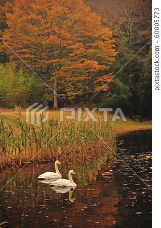 Showa Forest Swan Showa Forest Swan 60005773