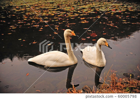 Showa Forest Swan 60005798