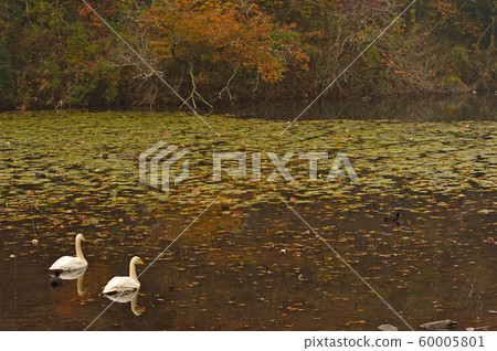 Showa Forest Swan Showa Forest Swan 60005801