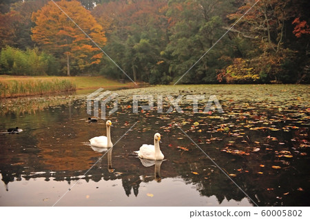 Showa Forest Swan 60005802