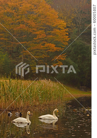 Showa Forest Swan Showa Forest Swan 60005807