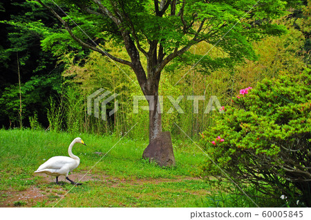 昭和森林天鵝 60005845