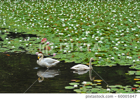 昭和森林天鵝 60005847