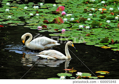 Showa Forest Swan 60005848