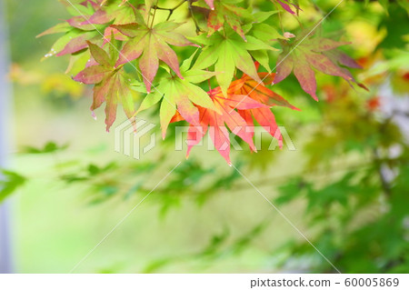 Autumn leaves maple Autumn leaves maple 60005869