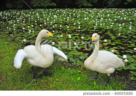 Showa Forest Swan Showa Forest Swan 60005880