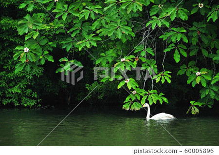 Showa Forest Swan 60005896