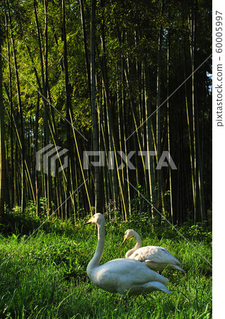 Showa Forest Swan 60005997