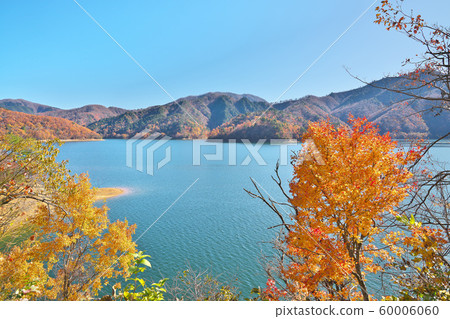 Autumn leaves of Kuzuryu Lake 60006060