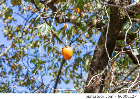 Oak tree, oyster tree, oyster fruit, autumn scenery 60006127