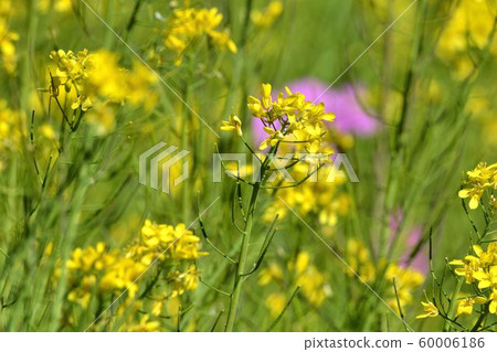 油菜（Brassica napus）花田在武陵農場,台灣 60006186