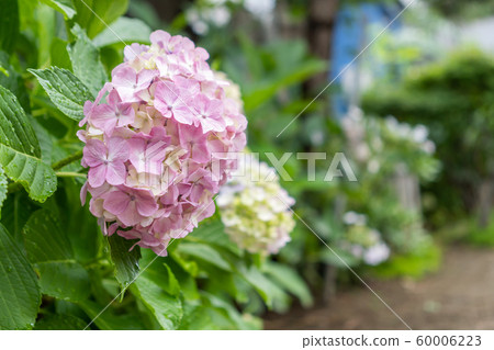 Children hydrangea Children hydrangea 60006223