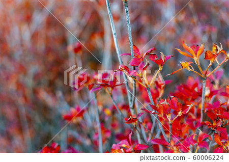 Foliage of fence Foliage of fence 60006224