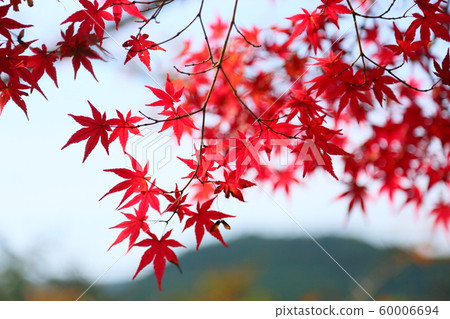 Autumn leaves of Irohamomori 60006694