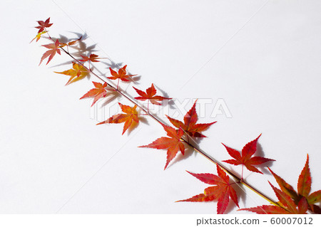 Maple leaf Maple leaf 60007012