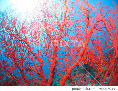 Okinawa bright red isobana and the sun 60007035