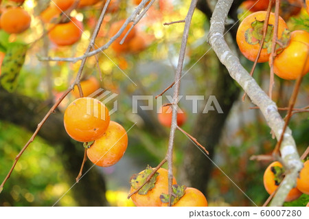 Persimmon nuts 60007280