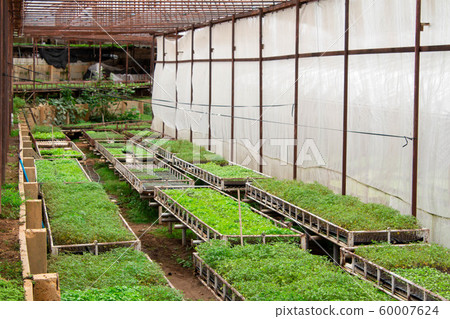 The young plants growing in a greenhouse with The young plants growing in a greenhouse with 60007624