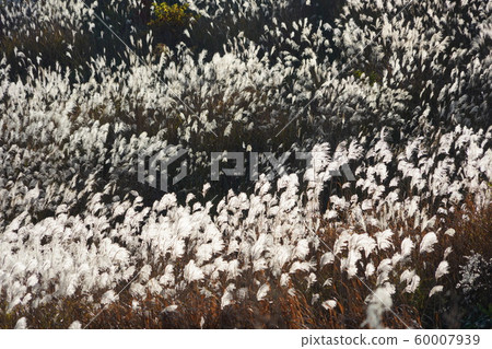 鈴木（薄野領域） 60007939