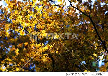 Hiraizumi Chusonji秋葉 60008680