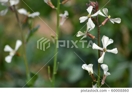 Arugula flowers 60008860