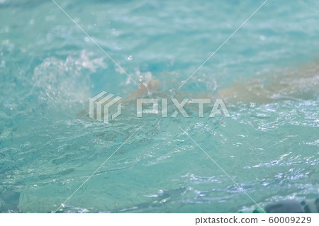 游泳 水池 水 60009229