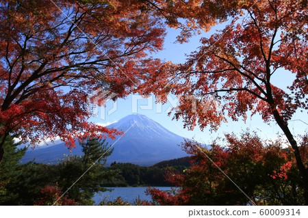 川口湖秋葉 60009314