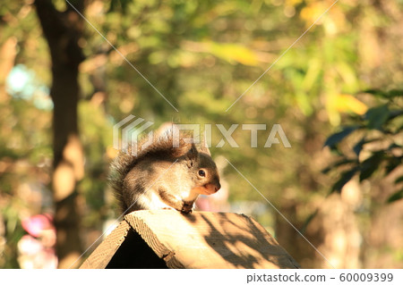 A Japanese squirrel in the Inokashira Nature and Culture Park who hangs in the sun regardless of camera 60009399