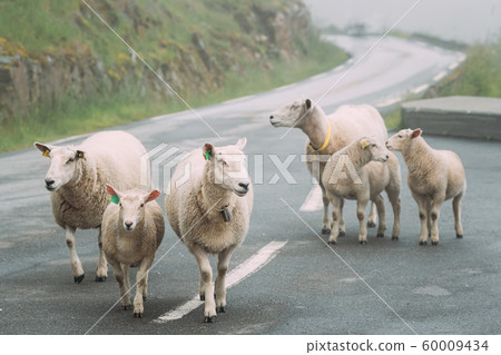 Norway. Escaped Domestic Sheep And Lamb Walking In Hilly Norwegian Road. Misty Spring Day. Sheep Farming 60009434