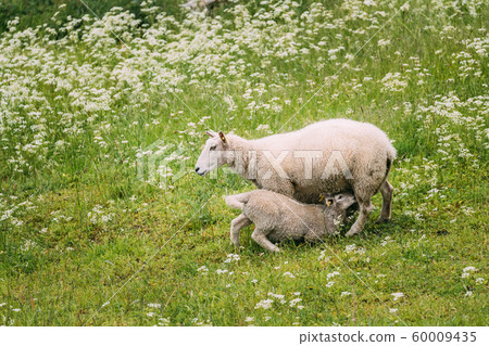 Norway. Domestic Mother Sheep Feeds Lambs With Breast Milk. Lambs Suck Sheep s Mother s Milk. Sheep And Lambs Feeding In Hilly Norwegian Pasture. Spring Green Meadow. Sheep Farming Norway. Domestic Mother Sheep Feeds Lambs With Breast Milk. Lambs Suck Sheep s Mother s Milk. Sheep And Lambs Feeding In Hilly Norwegian Pasture. Spring Green Meadow. Sheep Farming 60009435